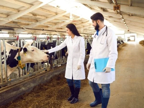 universitario con laurea in veterinaria